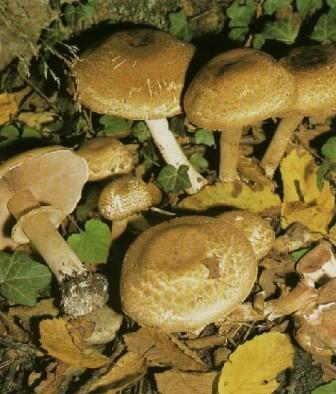   - Agaricus haemorroidarius